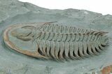 Lower Cambrian Trilobite (Longianda) - Issafen, Morocco #251041-3